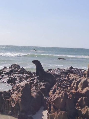 Seal sentinel of the moment
